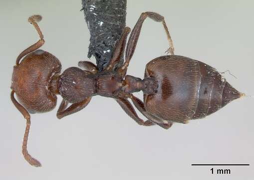 Crematogaster resmi