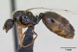 Image of European thief ant