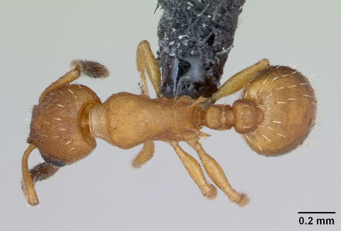 Image of <i>Temnothorax interruptus</i>