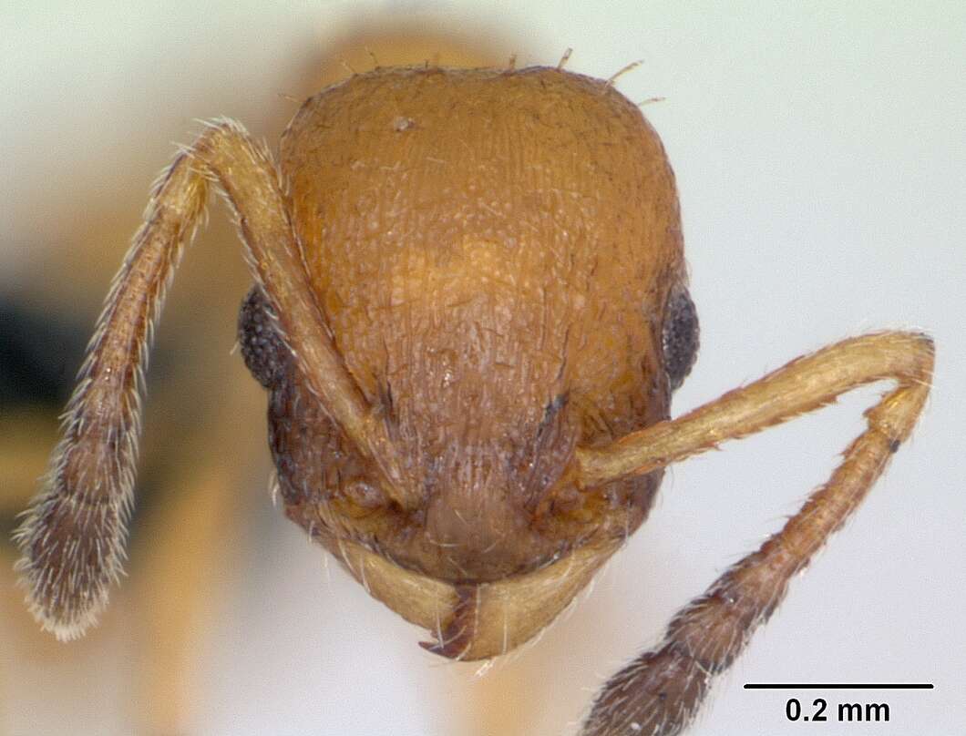 Image of <i>Temnothorax interruptus</i>