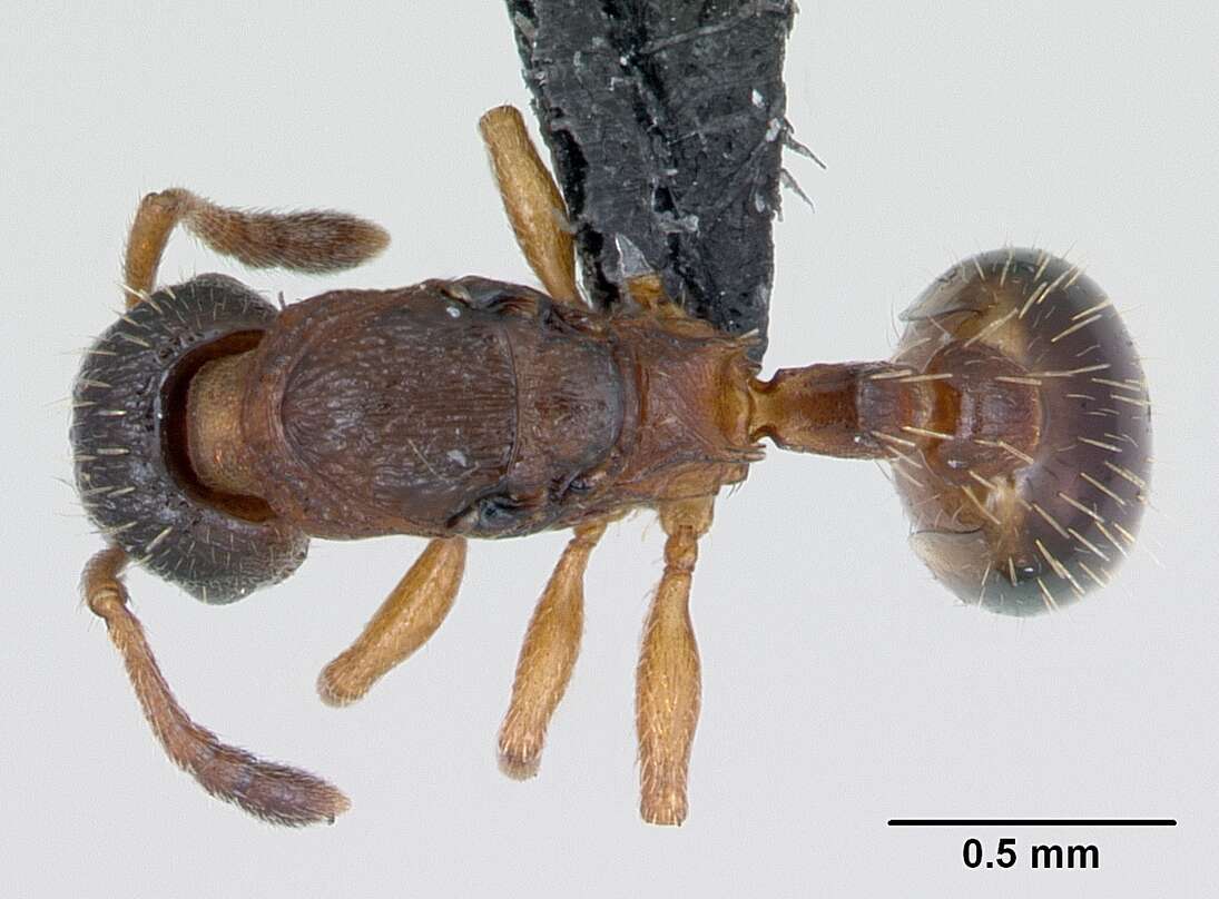 Imagem de Leptothorax muscorum (Nylander 1846)