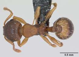 Image of Temnothorax crassispinus