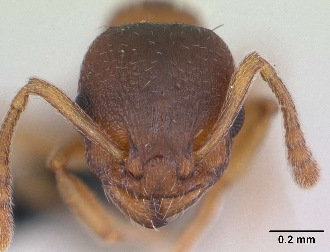 Image of Temnothorax crassispinus
