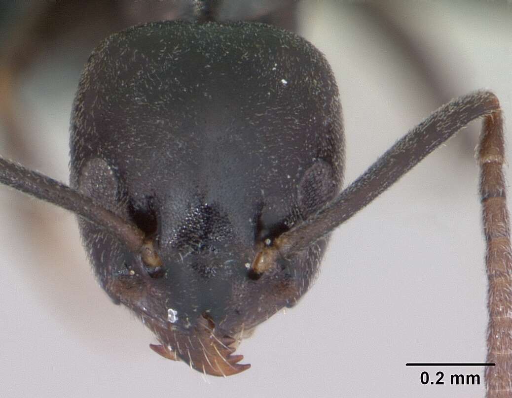 Image of Erratic ant