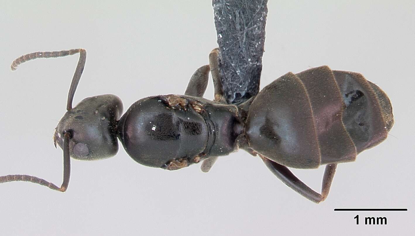 Image of Erratic ant