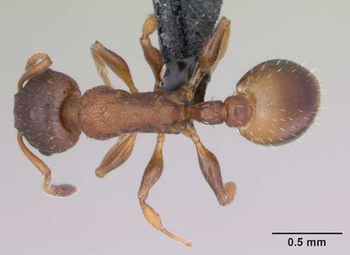 Image de Temnothorax affinis