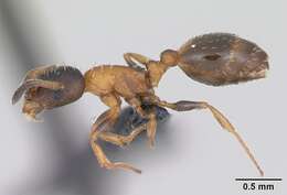 Image of Temnothorax nigriceps