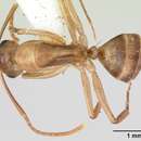 Image de Camponotus macilentus Smith 1877