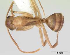 Imagem de Camponotus macilentus Smith 1877