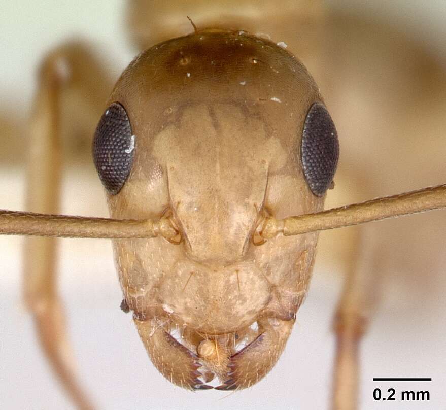 Imagem de Camponotus macilentus Smith 1877