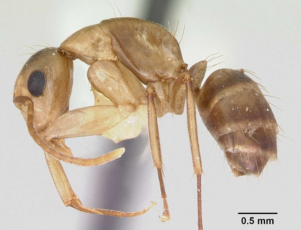 Imagem de Camponotus macilentus Smith 1877