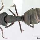 Image of Camponotus planus Smith 1877