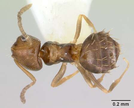 Imagem de Brachymyrmex heeri Forel 1874