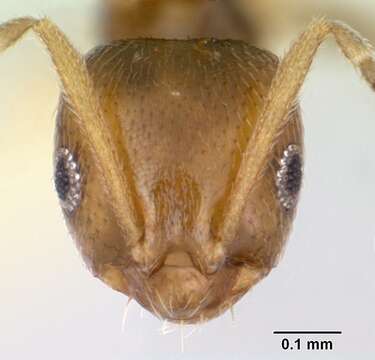 Image of Brachymyrmex heeri Forel 1874