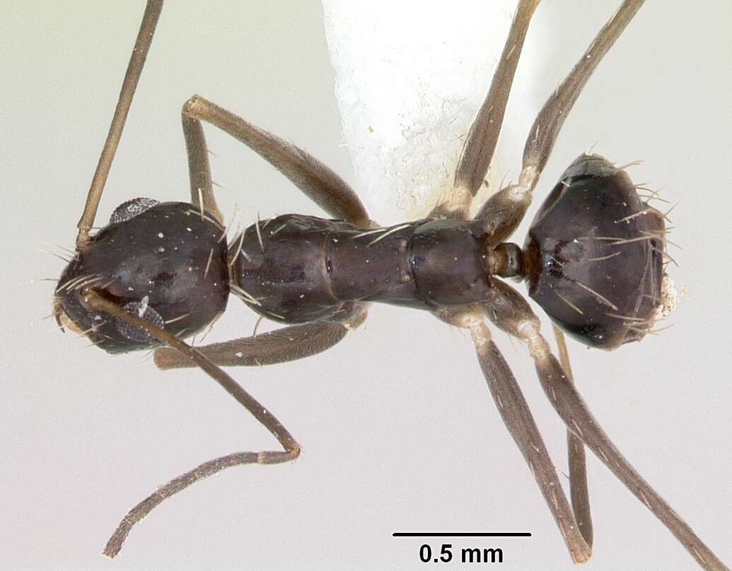 Image of Crazy Ant