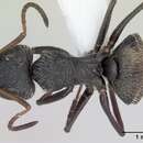 Plancia ëd Camponotus brettesi Forel 1899