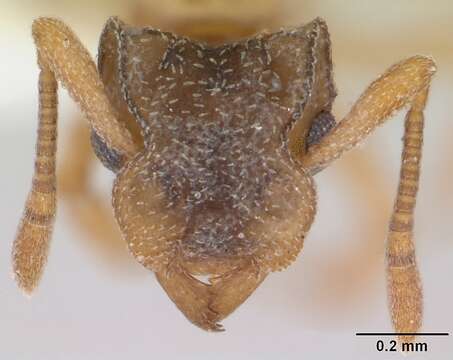 Imagem de Cyphomyrmex rimosus (Spinola 1851)