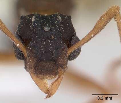 Imagem de Cyphomyrmex rimosus (Spinola 1851)