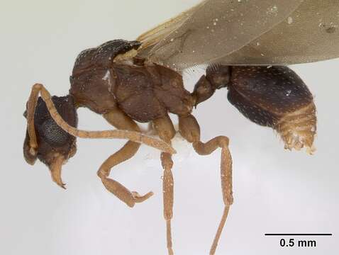 Imagem de Cyphomyrmex rimosus (Spinola 1851)