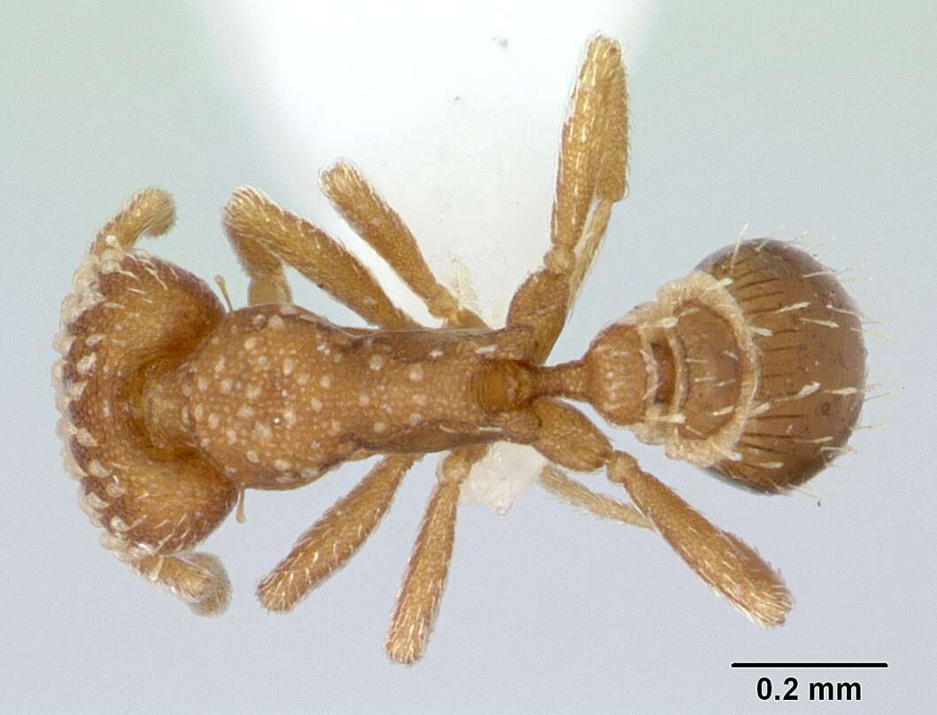 Image of Strumigenys emmae