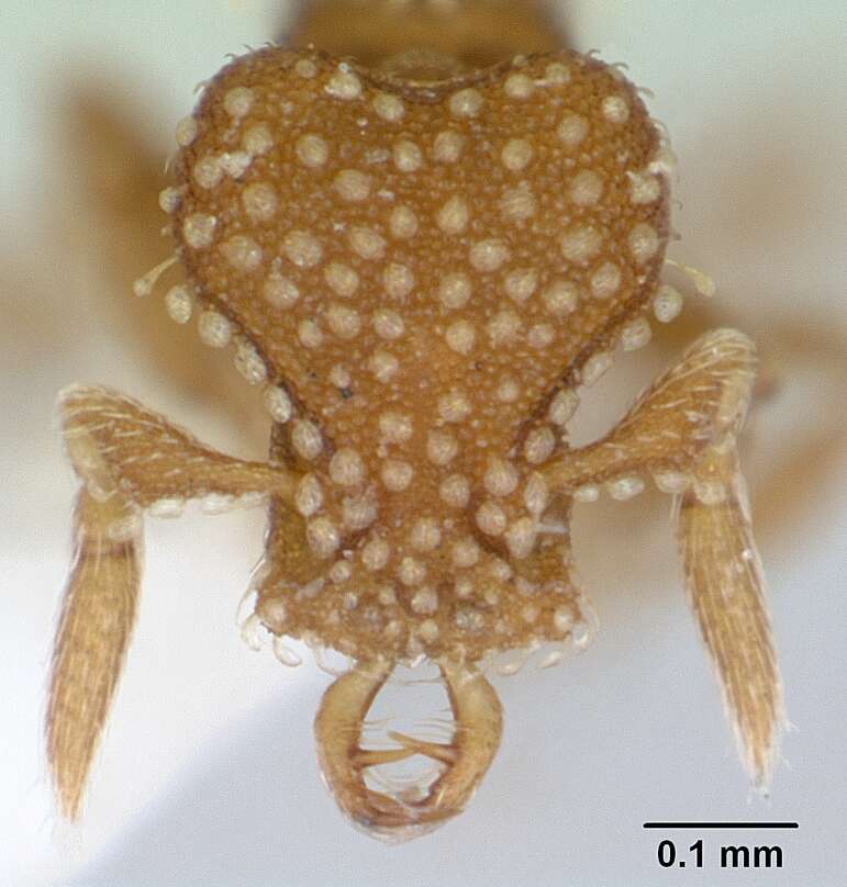 Image of Strumigenys emmae