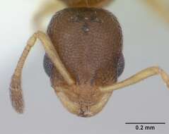 Image of Ant