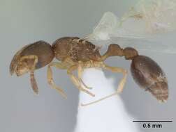 Image of Ant