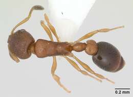 Image of Ant