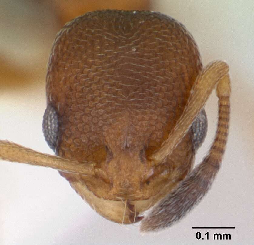 Image of Ant