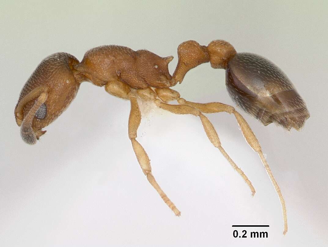 Image of Ant