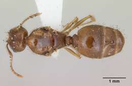 Image of Pheidole williamsi Wheeler 1919