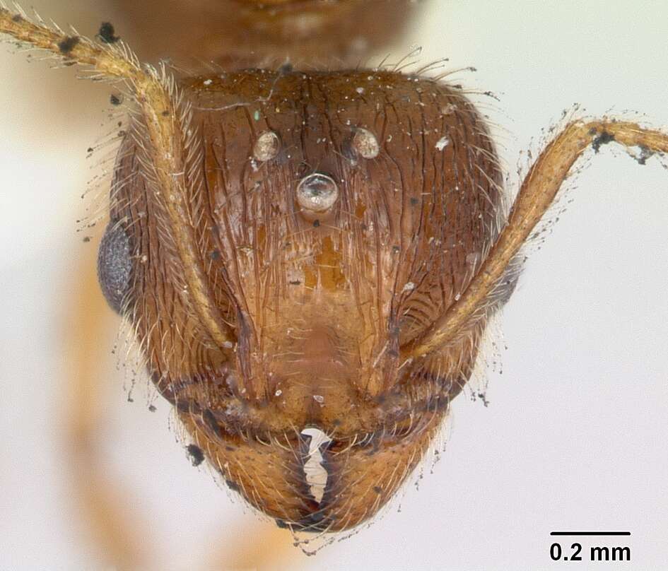 Image of Pheidole williamsi Wheeler 1919