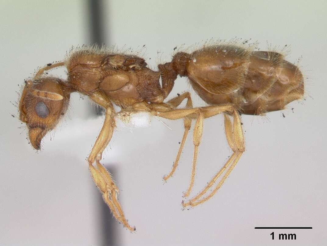 Image of Pheidole williamsi Wheeler 1919