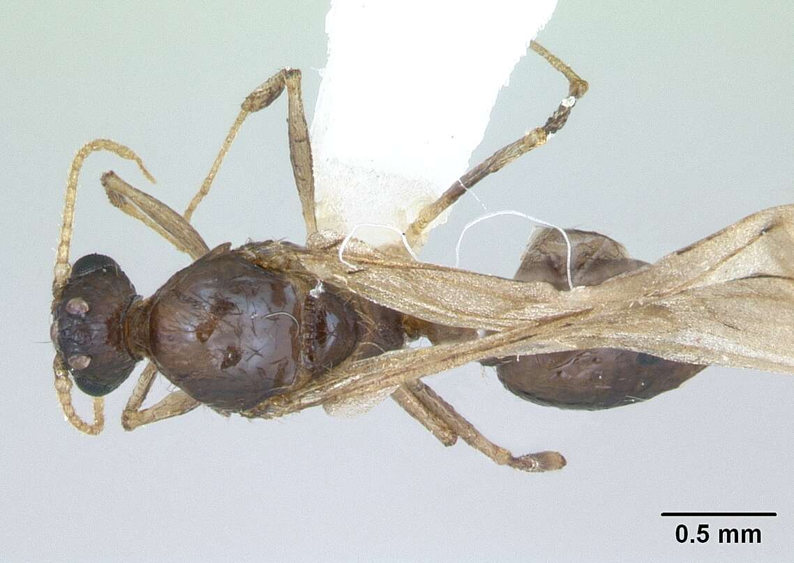 Image of Pheidole williamsi Wheeler 1919