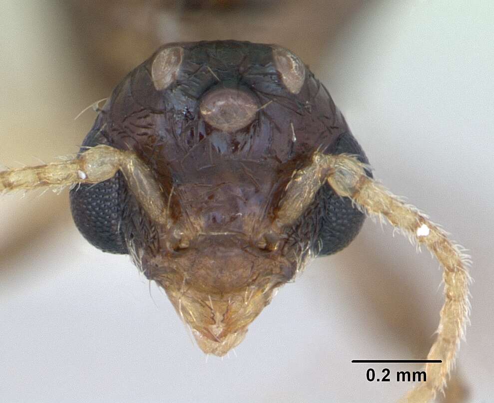 Image of Pheidole williamsi Wheeler 1919