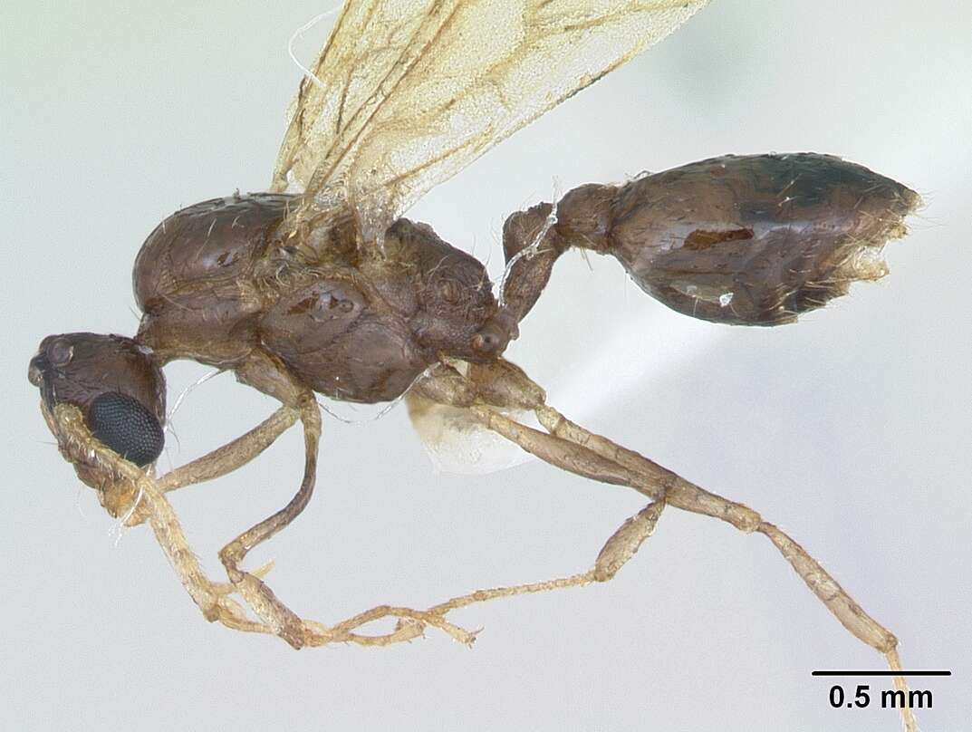 Image of Pheidole williamsi Wheeler 1919