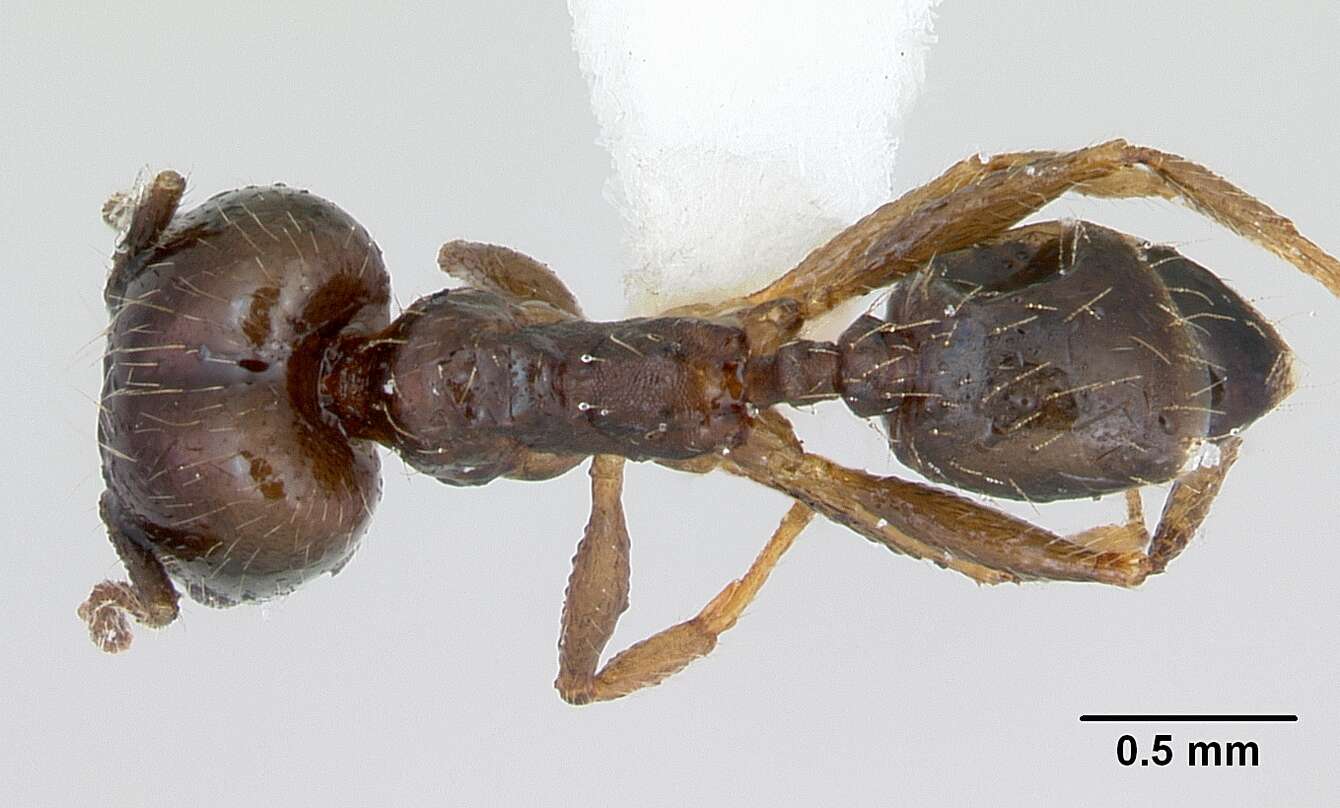 Image of Pheidole williamsi Wheeler 1919