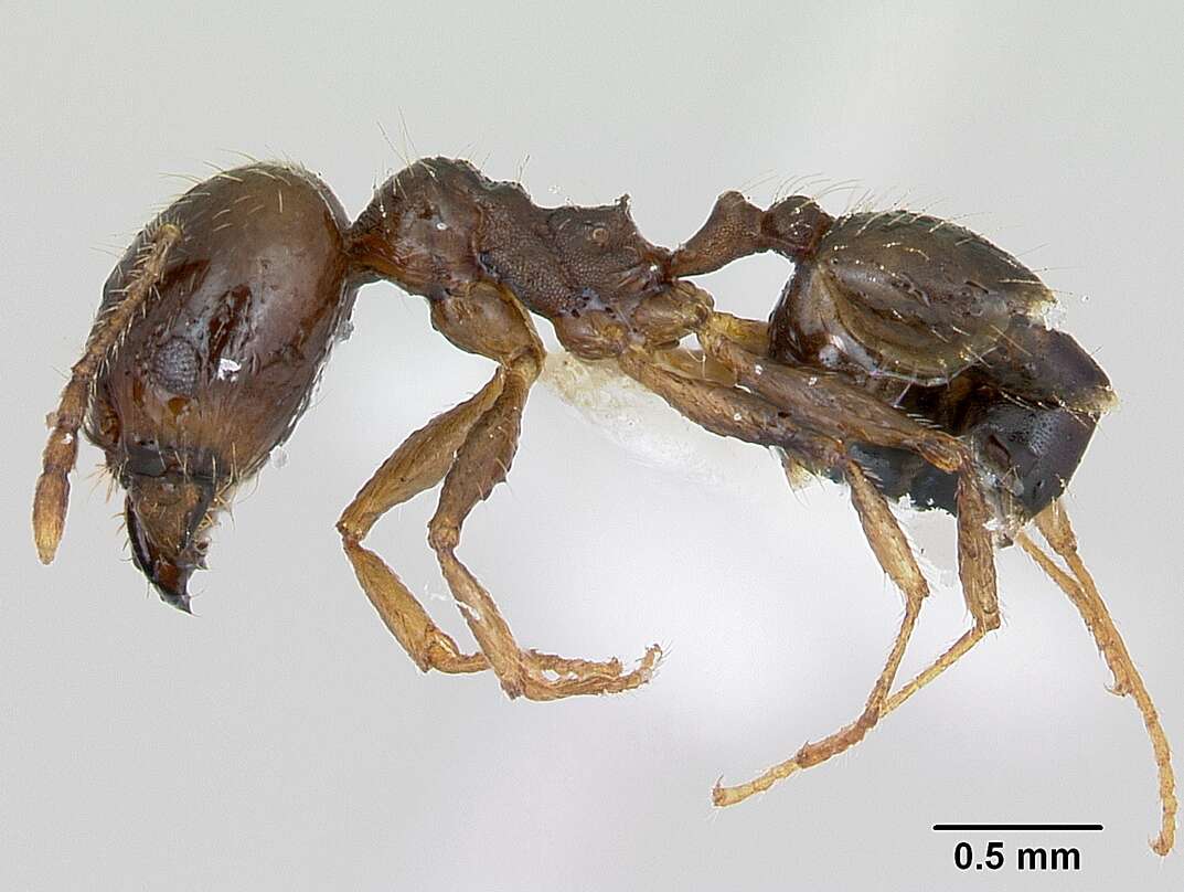 Image of Pheidole williamsi Wheeler 1919