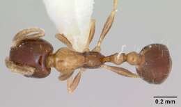 Monomorium floricola (Jerdon 1851) resmi