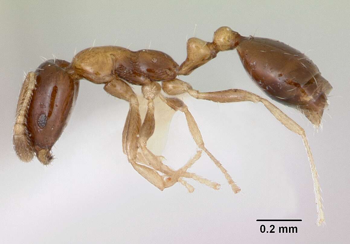 Monomorium floricola (Jerdon 1851) resmi