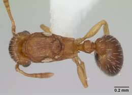 Image of Ant