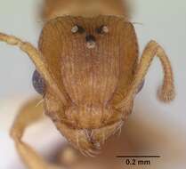 Image of Ant