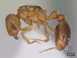 Image of Ant