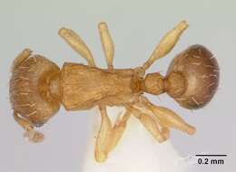 Image of Ant
