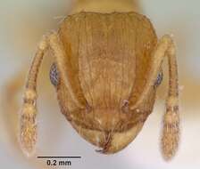 Image of Ant