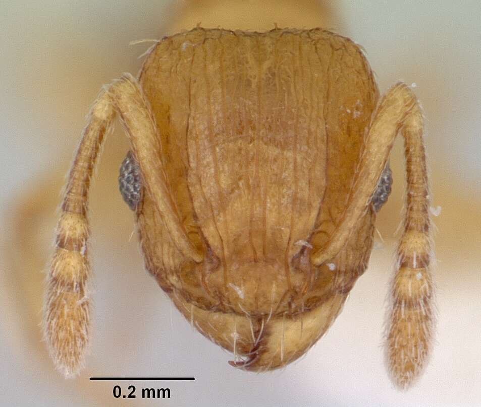 Image of Ant