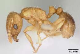 Image of Ant