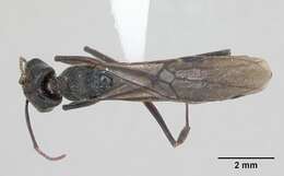 Image of Odontomachus bauri Emery 1892