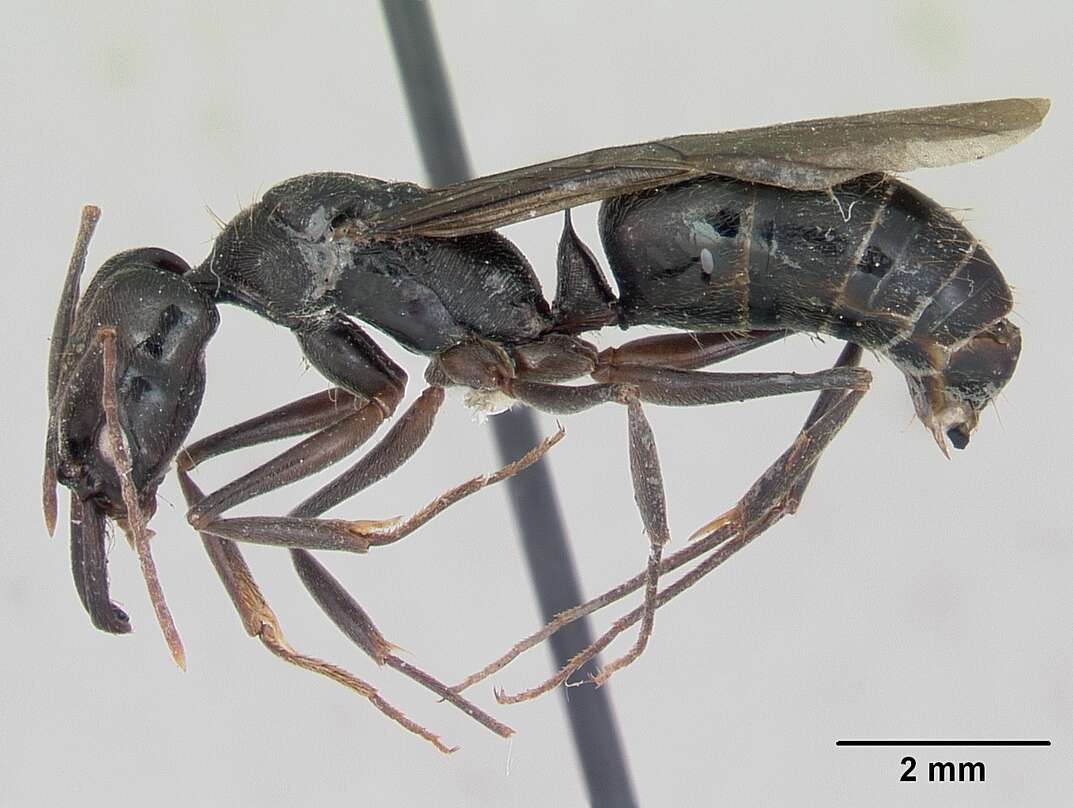 Image of Odontomachus bauri Emery 1892