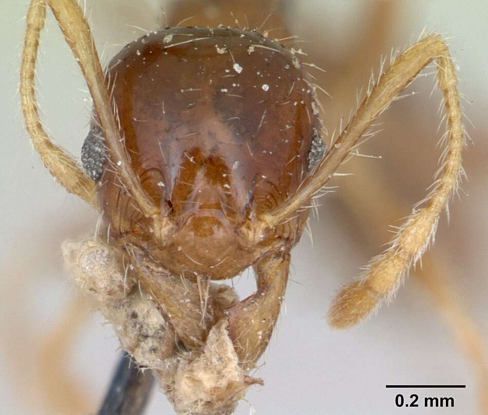 Image of Pheidole punctulata Mayr 1866